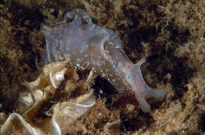 Aplysia fasciata